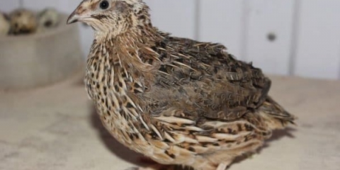 Zašto su japanske prepelice popularne među ruskim uzgajivačima peradi